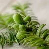 Бальзам для лица Innisfree Bija Cica Balm
