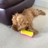 Расческа для собак Pet Teezer Detangling & Dog Grooming Brush Pink & Yellow